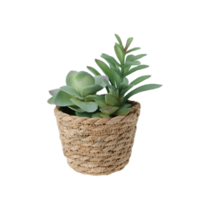 Plante décorative dans un panier en rotin